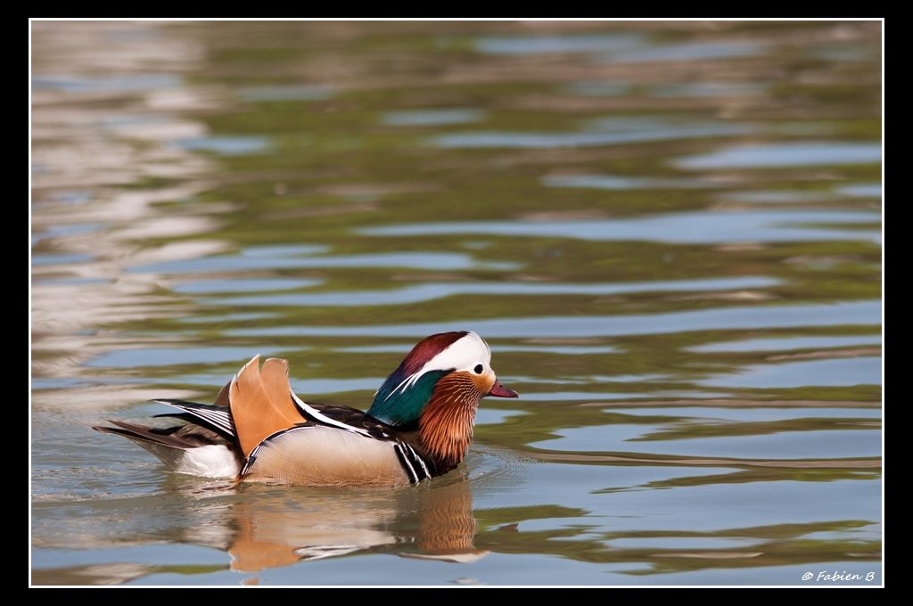 Nikon D90, Sigma 150-500 mm APO DG OS, 250 mm, 1/1250 s, f/5.6, 200 iso